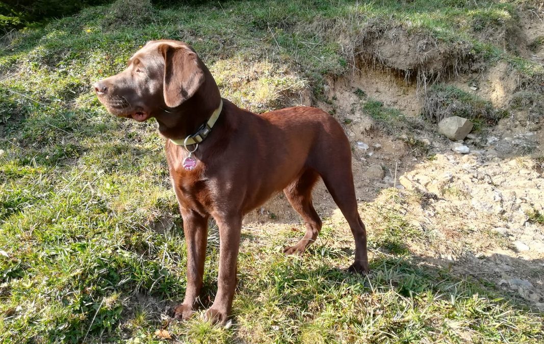 Schulhund Paula – Tiergestützte Pädagogik